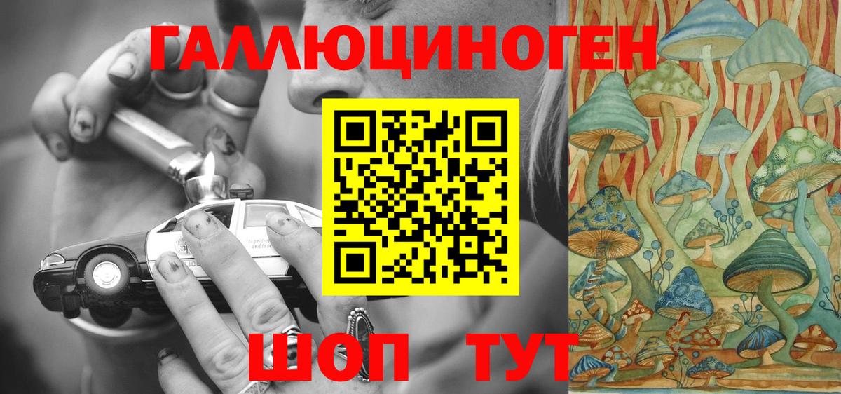 Галлюциногенные грибы Psilocybe Новокубанск